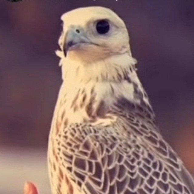 المدرب أبو الجازي